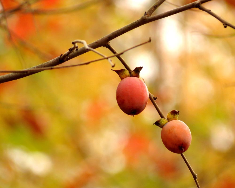 American-Persimmon