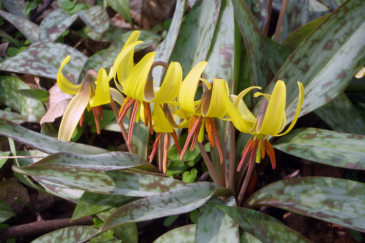 TROUT LILY