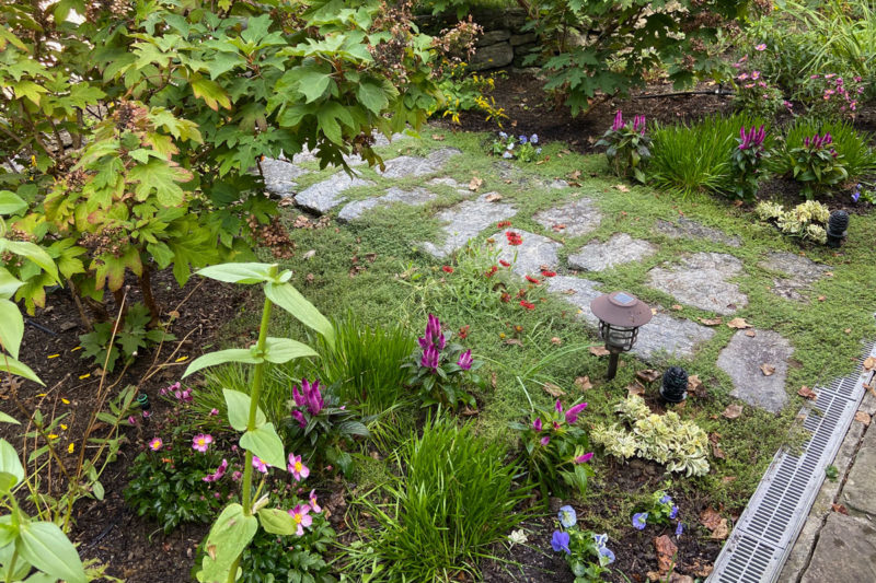 Stone paths with thyme or Mazus reptans