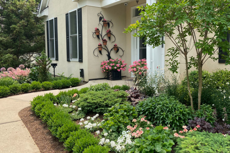 Tiny boxwood hedge frames pinks and whites