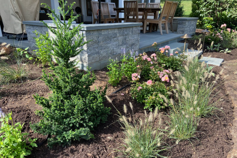 Backyard patio garden - first planting