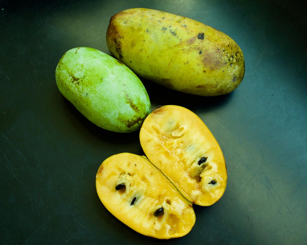 pawpaw-fruit